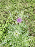 Chardon Marie (photo Mrugala F., Venerieu, mai 2024)(2)